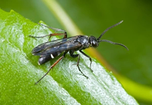 Bilder Datiert 14. Januar 2013: Spinne Biene