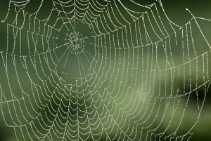 Morning Spider Web Drucke: Spider web