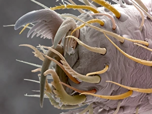 Spinnefuß, SEM