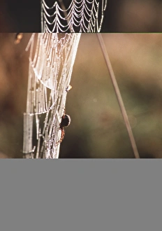 Dewy Spider Web Drucke: Spiders web