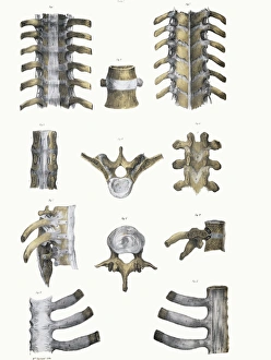 Human Spine Anatomy Drucke: Spinal bones and ligaments