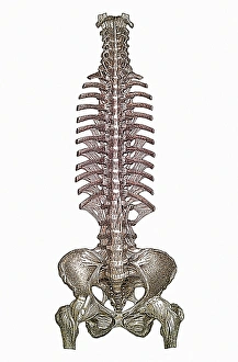 Human Spine Anatomy Drucke: Spinal column