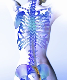 Human Skeleton Drucke: Spine, computer artwork