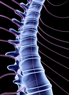 Human Vertebral Column Drucke: Spine and spinal nerves, computer artwork