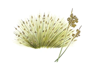 Mediterranean Flora Drucke: Spiny rush (Juncus acutus), artwork C016 / 3323