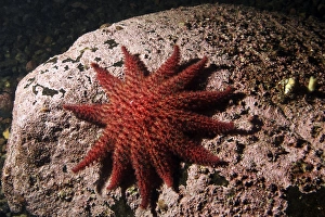 Marine Wildlife Photos Drucke: Spiny sunstar