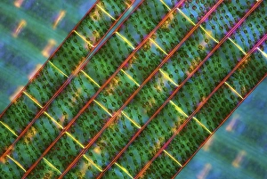 Spironiegrae Algen, Lichtmikroskopbild