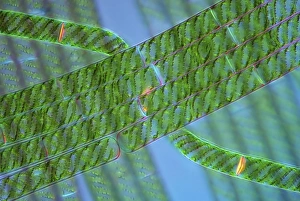Polarised Light Micrograph Drucke: Spirogyra algae, light micrograph C016 / 9592