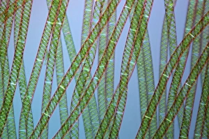 Polarised Light Microscopy Drucke: Spirogyra algae, light micrograph C016 / 9593