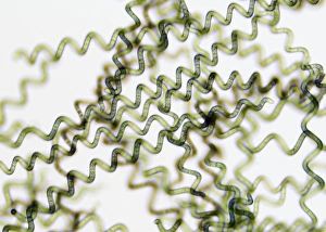 Bilder vom 30. September 2009: Spirulina-Zyanobakterien, Lichtmikroskopbild