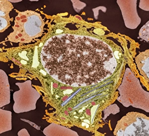 White Blood Cell Morphology Drucke: Spleen cell, TEM