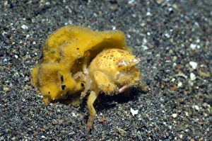 Indonesian Ocean Creatures Drucke: Sponge crab