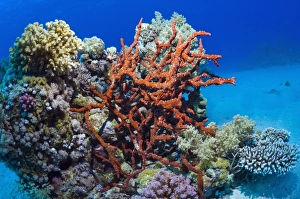 Coral Reef Ecosystem Drucke: Sponge on a reef