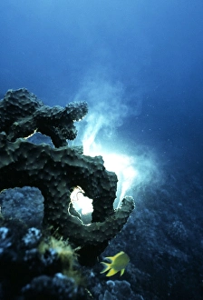 Drucke von Ein Schwammschwamm (Phylum Porifera) freigt Samenzellen (Weiß). Diese männlichen Geschlechtszellen werden von nahe gelegenen Schwalmen aufgenommen und in den Geweben zu den Eiern transportiert Bilder Datiert 2002 September: Das Schwammschwillen aussetzen