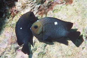 Marine Animal Protection Drucke: Three spot dascyllus fish