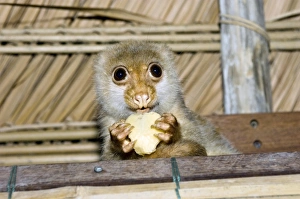 West Papua Indonesia Drucke: Spotted cuscus