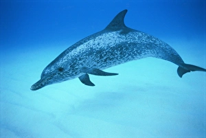 Fledermausdelfin