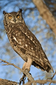 Drucke von Gefleckter Eulwen (Bubo africanus), sitzt auf einem Baum und ist ein mittleres Vogelgewicht. Dieser kleine Eulenart gehört zu den größten der Eulengewässern Bilder Datiert 2011 Juli: Fledermausheuschwalbussard
