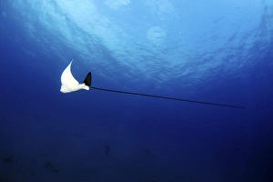 Aetobatus Narinari Drucke: Spotted eagle ray