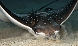 Aetobatus Narinari Drucke: Spotted eagle ray digging in the sand