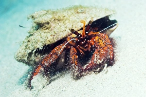 Hermit Crab Drucke: Spotted hermit crab