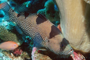 Tropical Reef Fish Drucke: Spotted soapfish