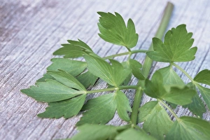 Aromatic Herbs Drucke: Sprig of lovage