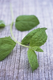 Mint Plant Drucke: Sprig of mint