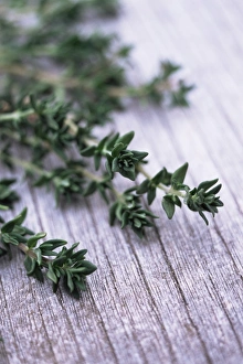 Thyme Plant Drucke: Sprigs of thyme
