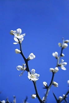 White Cherry Blossoms Drucke: Spring blossom