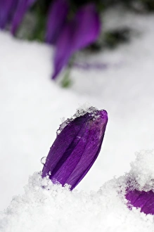 Spring Flowering Plants UK Drucke: Spring crocus (Crocus vernus)
