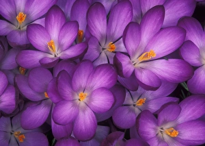 Spring Flowering Bulbs Drucke: Spring crocuses (Crocus vernus)