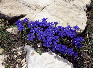 Gentiana Verna Drucke: Spring gentians