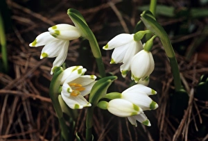 Leucojum Vernum Images Drucke: Spring snowflake flowers