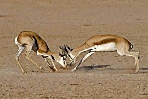 Springboks fighting