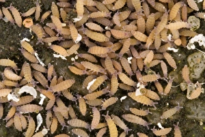 Bilder Datiert 14. Januar 2013: Springtails