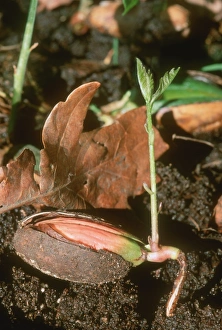 Seedling Growth Drucke: Sprouting acorn