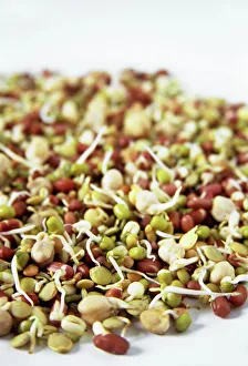 Drucke von Kichererbsen sprößt sich auf Adzukibohnen gerieben Mungsamen grüner Linseneiweißbohnen und Kichererbsen Bilder Datiert 2006 Mai: Aufkommende Bohnen