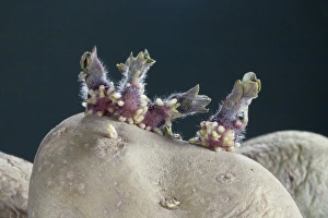 Vegetable Sprouts Drucke: Sprouting potato
