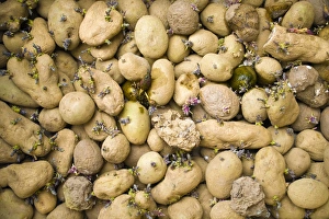 Solanum Tuberosum Drucke: Sprouting potatoes