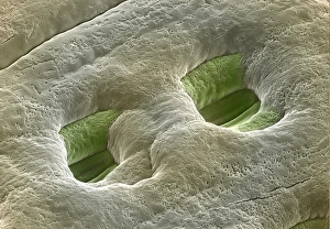 Guard Cells Function Drucke: Spruce needle stomata