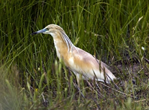 Heron Species Pictures Drucke: Squacco heron