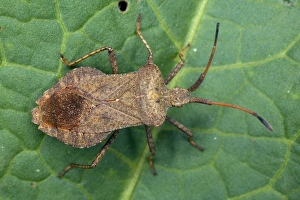 Coreus Marginatus Drucke: Squash bug