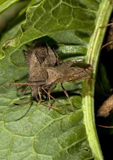 Coreus Marginatus Drucke: Squash bugs