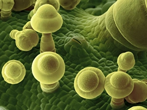 Drucke von Squashblatt. Farbige Rastertunnelmikroskopaufnahme der unteren Oberfläche eines Squashes (Curcubita maxima) Blatts, die Trichome (Züngenschwanzform), und ein Stoma (Riss, oberes Zentrum) Bilder Datiert 2013 August: Rohrblatt von Squash, SEM C016 / 9463