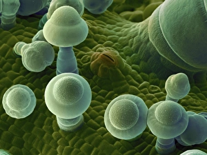 Guard Cells Function Drucke: Squash leaf, SEM C016 / 9464