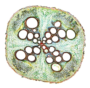Plant Vascular System Drucke: Squash root, light micrograph