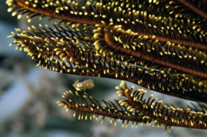 Misool Marine Life Drucke: Squid hiding in feather star