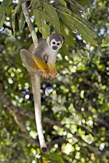 South American Primates Drucke: Squirrel monkey