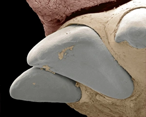 Drucke von Eichhörnchen-Makronen (SEM) Bilder Datiert 2012 März: Eichhornmäuse-Zähne (SEM)